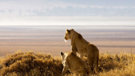 Duma Tours And Travel Kenya | 24/7 Customer Support
