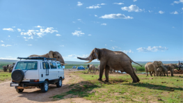 Duma Tours And Travel Kenya | Safari Adventures